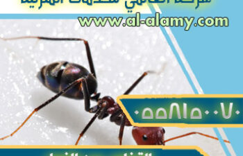 التخلص من النمل