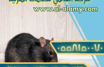 الفئران والجرذان والقضاء عليها نهائي