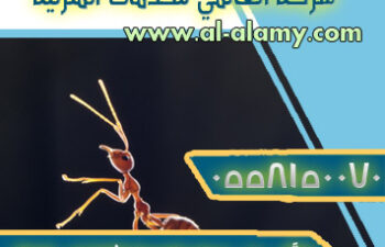 تعرَّفي على مصادر ظهور الحشرات في المنزل