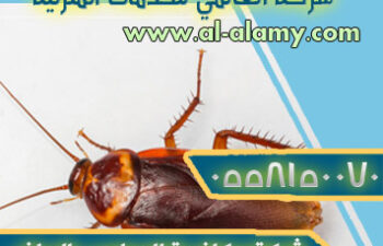 شركة مكافحة الصراصير بالرياض