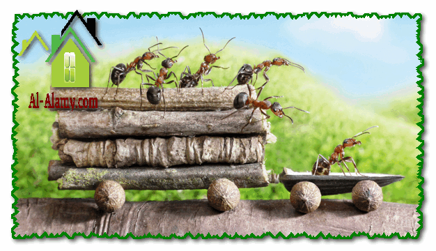 طرق القضاء على النمل نهائيا