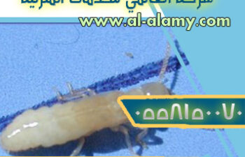 انواع النمل الابيض وكيفية التعرف عليه
