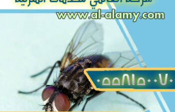 شركة مكافحة الذباب بالرياض