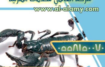 شركة مكافحة العقارب والثعابين بالرياض