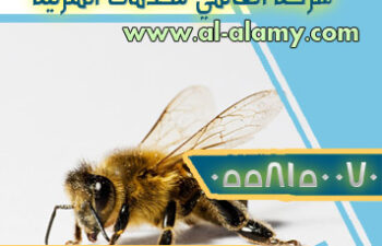 شركة مكافحة النحل بالرياض