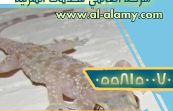 شركة مكافحة برص بالرياض عماله فلبينيه