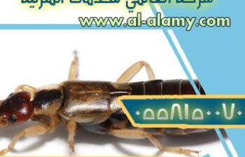 كيفية القضاء على حشرة أبو مقص